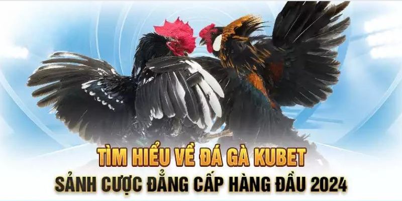 Giới thiệu về sản phẩm đá gà KUBET online