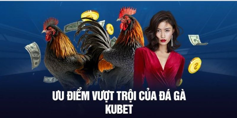 Ưu thế vượt trội chỉ có tại sảnh đá gà KUBET